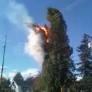 image arbre-vs-electricite