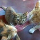 image 3-chats-1-steak