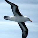 image albatros-morts