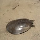 image une-tortue-rapide