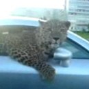 image leopard-une-voiture