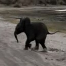 image elephanteau-eternue