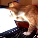 image chat-souris-ordinateur