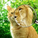 image images-vrac-18