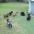 image teckels-voiture-radio-commandee