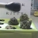 image chasse-taupes-version-chat