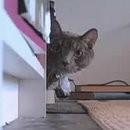 image chat-mac-gyver