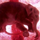 image animaux-ventre-mere