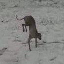 image neige-trop-froide-chien