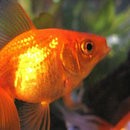 image poisson-rouge-rapporte-anneau