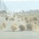 image invasion-tumbleweed