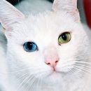 image heterochromie-animaux