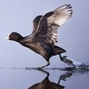 image images-vrac-28