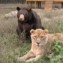 image lion-tigre-ours-cohabitent-ensemble