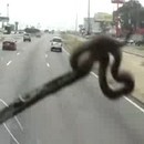 image serpent-vitre-bus