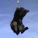 image petits-chats-pour-peche