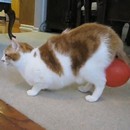 image chat-ballon-baudruche