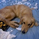 image animaux-seuls-maison