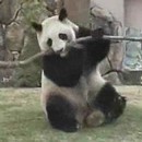 image panda-revanche-branche
