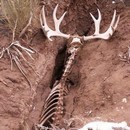 image elan-mort-fissure-terrestre