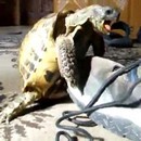 image tortue-chaussure