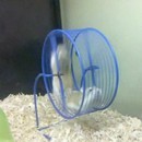 image deux-hamsters-une-roue