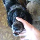 image ferme-gueule-chien