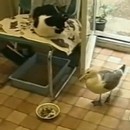 image mouette-pique-gamelle-chat