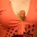 image une-perruche-entre-seins